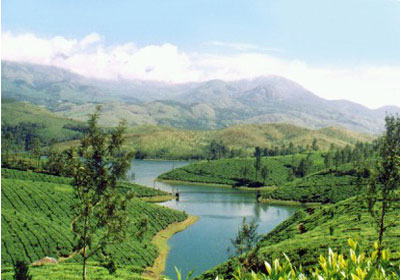 أزمة البيئة وقلة الأمطار قلصت الغابات في الكاميرون ونيجيريا